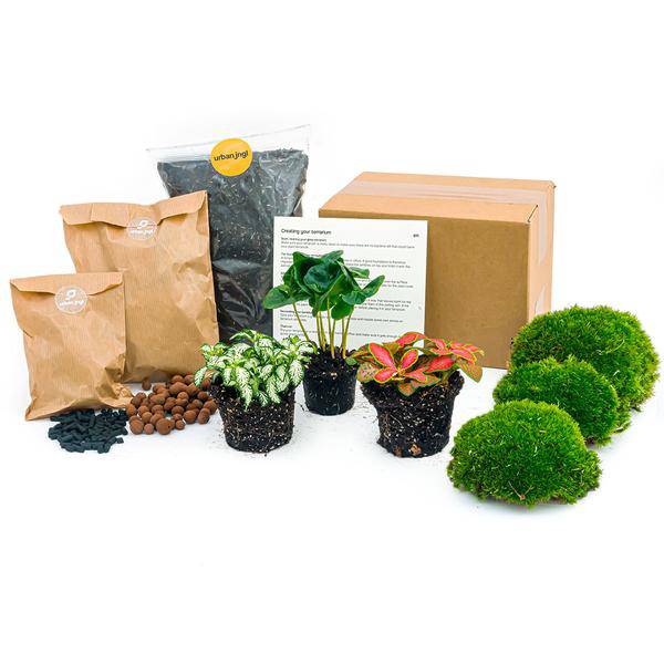 Flaschengarten Starterset Coffea Arabica – Pflanzenterrarium mit Kaffeepflanze, Fittonia Weiß & Rot – Schritt – für – Schritt Pflegeplan – Plant