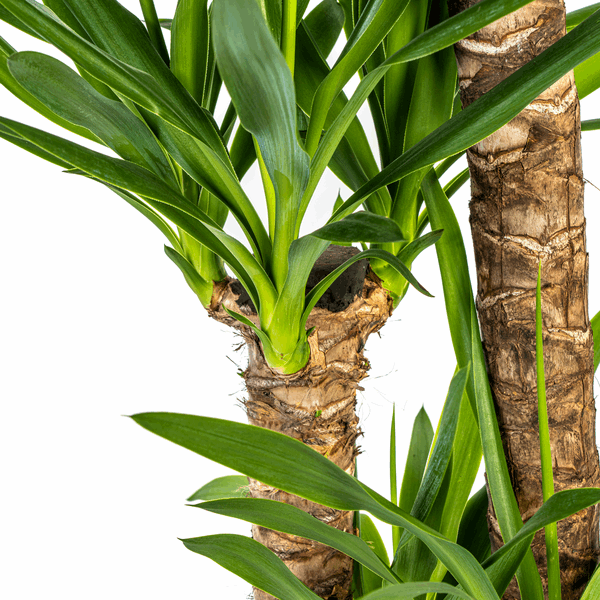 Yucca Elephantipes – Riesen – Palmlilie – Zimmerpflanze Ø24cm ↕120-140cm – Robust & pflegeleicht – Schwertförmige Blätter – Modernes Design – Plant
