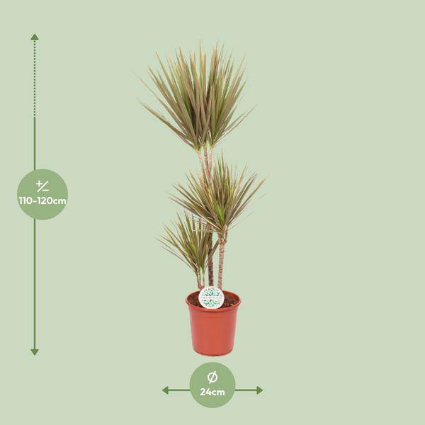 Drachenbaum Dracaena Bicolor – Ø24cm ↕115cm – Exotische Zimmerpflanze – Luftreinigend & Pflegeleicht – Plant