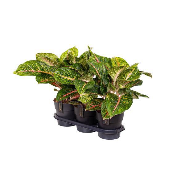 Kolbenfaden – Aglaonema Frühling Rot – Zimmerpflanze – Ø19cm – ca. 60cm hoch – dekorative pflegeleichte Pflanze für Wohnung & Büro – Plant