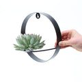 Sukkulente Echeveria Pulidonis – Rootless Schnitt – Sukkulente – Ø12-14cm Rosette im schwarzen Wanddeko Ring Ø20cm – Plant