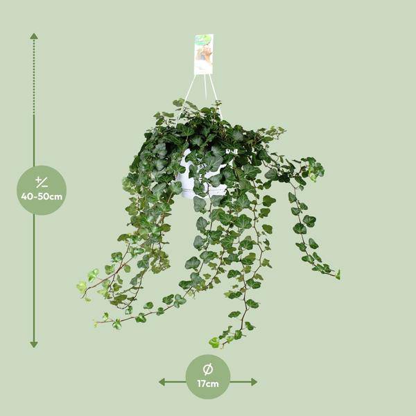Efeu – Hedera Helix Wonder Green – Zimmerpflanze – Ø24cm – 70cm Höhe – Luftreinigend & Pflegeleicht – Kletterpflanze für Wohnräume – Plant