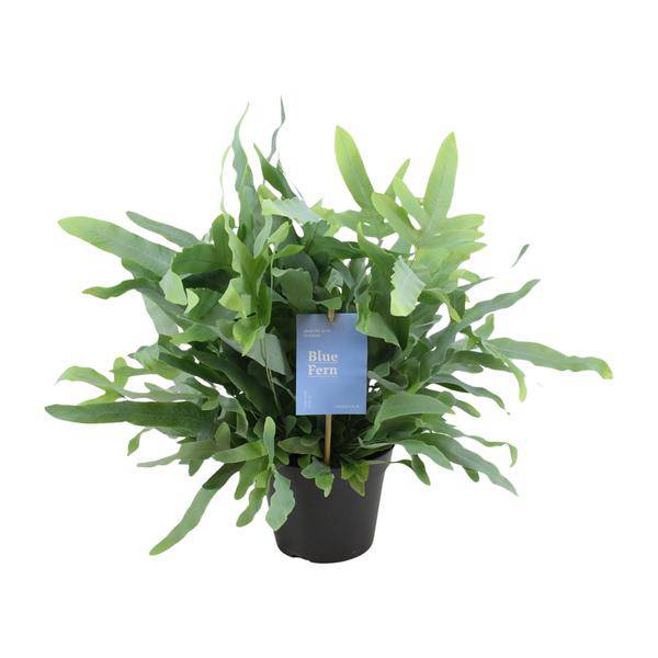 Blaufarn Phlebodium Blauer Farn Zimmerpflanze Ø14cm ↕40cm – pflegeleichte Grünpflanze für Wohnzimmer, Büro & helle Standorte kaufen – Plant