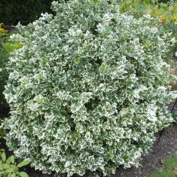 Kletter – Spindelstrauch Euonymus fortunei 'Emerald 'n Gaiety' – ↕10-25cm – Ø9cm – Winterhart & pflegeleicht – Plant