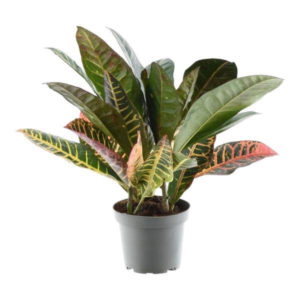 Codiaeum variegatum 'Petra' – Wunderstrauch – Buntblättrige Zimmerpflanze – Exotische Dekopflanze – Pflegeleicht – ↕30cm – Ø12cm – Plant