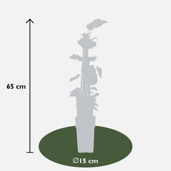 Bunter Efeu Hedera algeriensis ‘Gloire de Marengo’ Kletterpflanze Ø15cm ↕65cm – winterharte Pflanze für Garten, Balkon, Terrasse, Kübel & Beet – Plant
