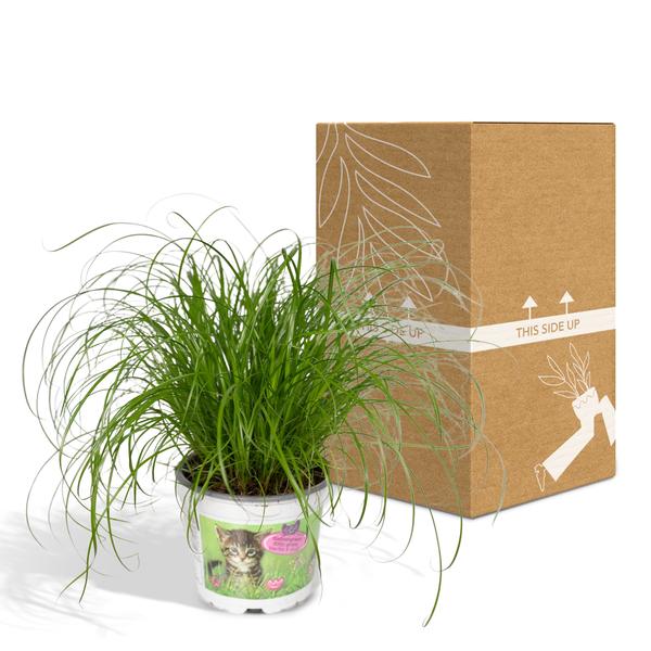 Katzengras Cyperus alternifolius Zimmerpflanze Ø12cm ↕20cm – pflegeleichte Grünpflanze für Wohnzimmer, Büro & helle Standorte kaufen – Plant