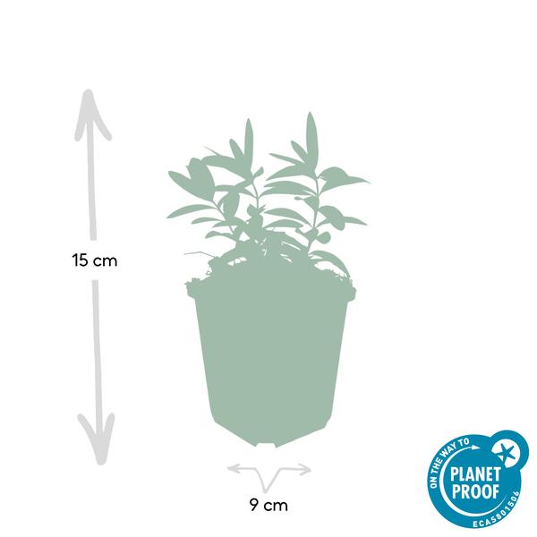 Hypericum calycinum – Großkelchiges Johanniskraut – ↕10-25cm – Ø9cm – Bodendecker & Blühpflanze – Pflegeleicht & sonnig – Plant