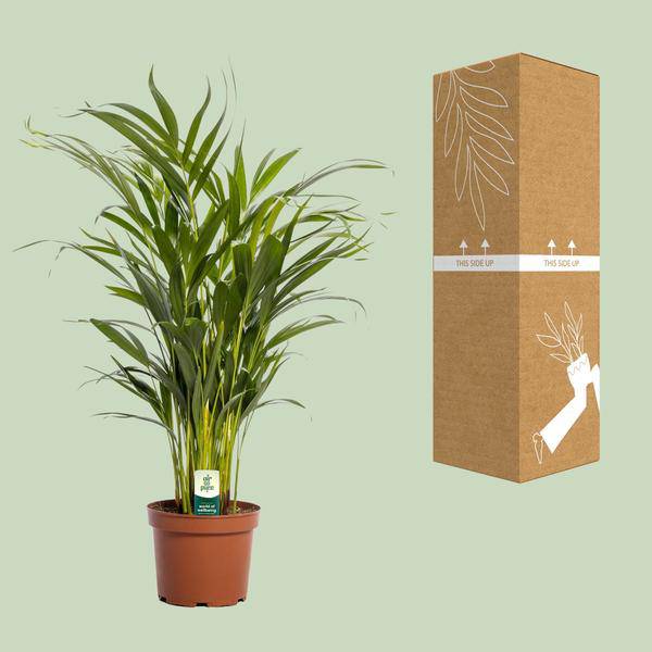 Goldfruchtpalme Dypsis lutescens Zimmerpflanze Ø17cm ↕65cm – tropische Grünpflanze für Wohnzimmer, Büro & helle Standorte kaufen – Plant