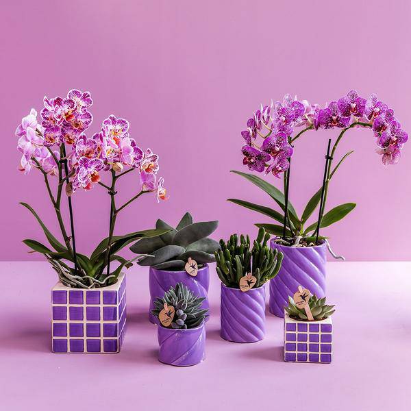 Candy Blumentopf Flieder Ø9cm – Keramiktopf in runder Form – Pflanzentopf für Orchideen, Sukkulenten & Grünpflanzen – Plant