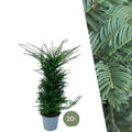 Eibe Baccata – Eibenhecke – 20 Pflanzen für 10 Meter – Immergrüne Heckenpflanzen 100-125cm – Gemeine Eibe – Dicht wachsend & schnittverträglich – Plant