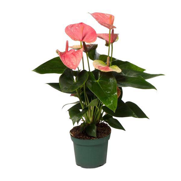 Flamingoblume Anthurium Sweet Dream Zimmerpflanze Ø12cm ↕35cm – pflegeleichte Grünpflanze für Wohnzimmer, Büro & helle Standorte kaufen – Plant
