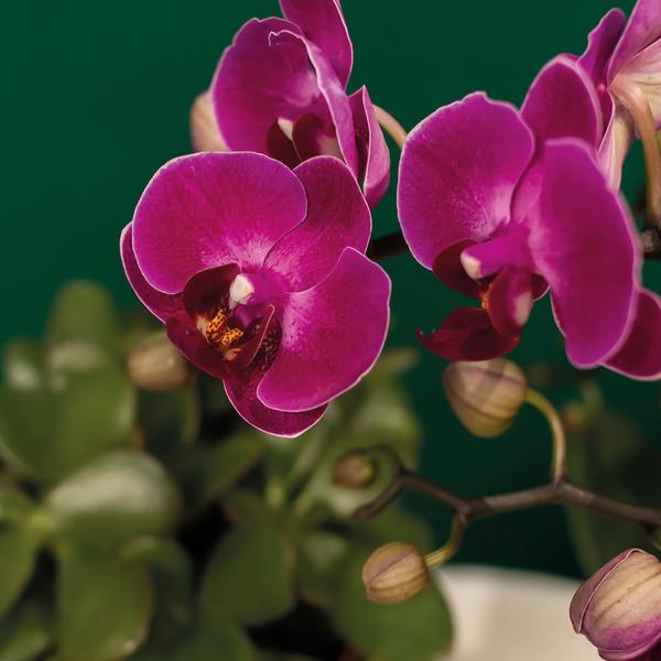 Pflanzenset Hotel Chic – Flieder – Phalaenopsis Orchidee & Sukkulenten – Inklusive Diamond – & Groove – Keramiktöpfe – Elegantes Zimmerpflanzen – Plant