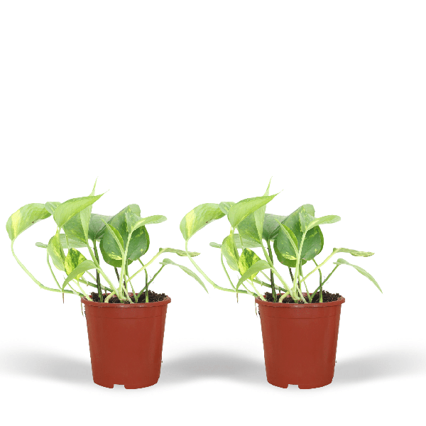 Efeutute Epipremnum Aureum Scindapsus Zimmerpflanze Ø12cm ↕20cm – pflegeleichte Grünpflanze für Wohnzimmer, Büro & helle Standorte kaufen – Plant