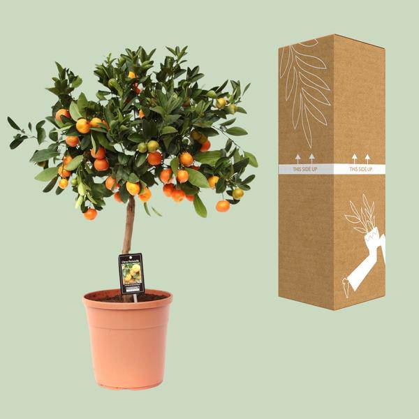 Orangenbaum Gartenpflanze Ø22cm ↕80cm – Pflanze für Garten, Balkon, Terrasse, Kübel & Beet online kaufen – Plant