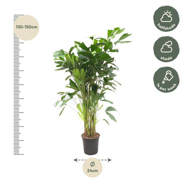Caryota Mitis – Fischschwanzpalme – Zimmerpflanze ca. 140cm – Ø24cm – Tropische Palme mit gefiederten Blättern für Wohnzimmer, Büro & Wintergarten – Plant
