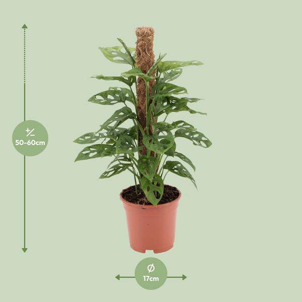 Fensterblatt Monstera Monkey Leaf Zimmerpflanze Ø17cm ↕60cm – pflegeleichte Grünpflanze für Wohnzimmer, Büro & helle Standorte kaufen – Plant