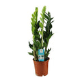 Glücksfeder Zamioculcas Zamiifolia Zimmerpflanze Ø17cm ↕65cm – pflegeleichte Grünpflanze für Wohnzimmer, Büro & helle Standorte kaufen – Plant