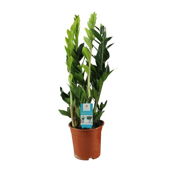 Glücksfeder Zamioculcas Zamiifolia Zimmerpflanze Ø17cm ↕65cm – pflegeleichte Grünpflanze für Wohnzimmer, Büro & helle Standorte kaufen – Plant