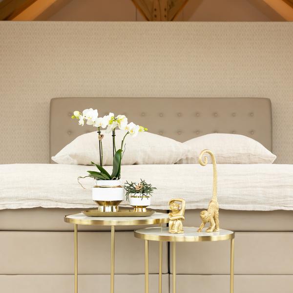Le Chic Blumentopf Zimmerpflanze Ø9cm mit dekorativem Übertopf – blühende Orchidee für Wohnzimmer, Büro & helle Standorte kaufen – Plant
