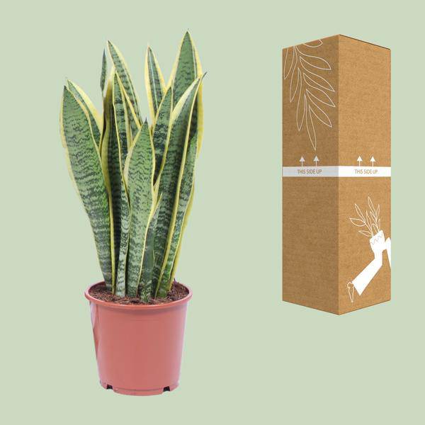 Bogenhanf Sansevieria Trifasciata Laurentii Zimmerpflanze Ø14cm ↕50cm – pflegeleichte Grünpflanze für Wohnzimmer, Büro & helle Standorte kaufen – Plant