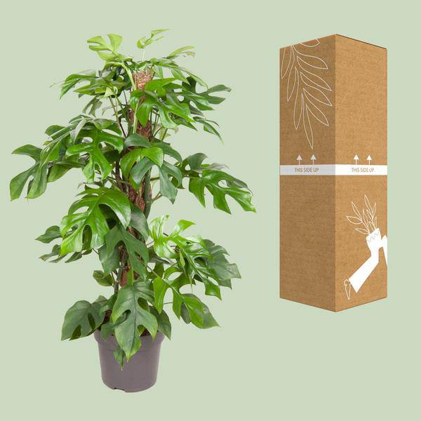 Fensterblatt Monstera Minima – Ø19cm – ↕80cm – Pflegeleichte Zimmerpflanze mit dekorativen Blättern