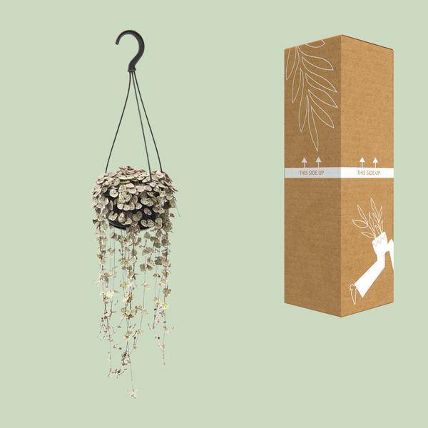 Leuchterblume – Ceropegia Linearis ssp. Woodii Variegata – Zimmerpflanze – Ø14cm – ca. 38cm hoch – hängende Sukkulente mit herzförmigen Blättern – Plant