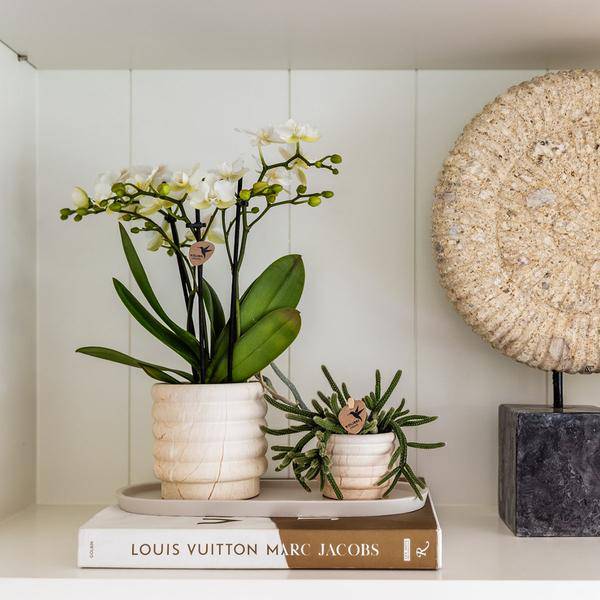 Dekotopf Marmor – Hell – Ø6cm – Eleganter Keramik Blumentopf in Marmoroptik – Zeitloses Design – Für Mini-Pflanzen, Sukkulenten & Kakteen – Plant
