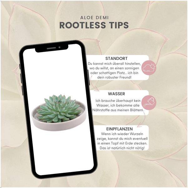 Sukkulente – Echeveria pulidonis ROOTLESS – Ø20cm Schale Taupe – Zimmerpflanze ohne Wurzeln – Pflegeleichte Schnitt – Plant