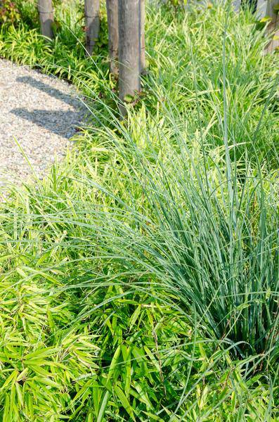 Schirmbambus Fargesia rufa – 2er – Set – ca. 60cm hoch Ø19cm – Immergrüner, horstbildender Bambus – Winterhart & nicht wuchernd – Plant