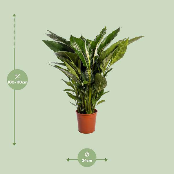 Einblatt Spathiphyllum Sweet Sebastiano Blanco – Ø24cm – ↕110cm – Pflegeleichte Friedenslilie mit weißen Blüten – Plant