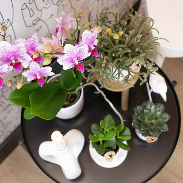 Phalaenopsis Orchidee – Rosa Mineral Rotterdam – Ø9cm – Blühende Zimmerpflanze – 2-3 Zweige – Pflegeleicht & dekorativ – Für Wohnzimmer, Büro & Bad – Plant