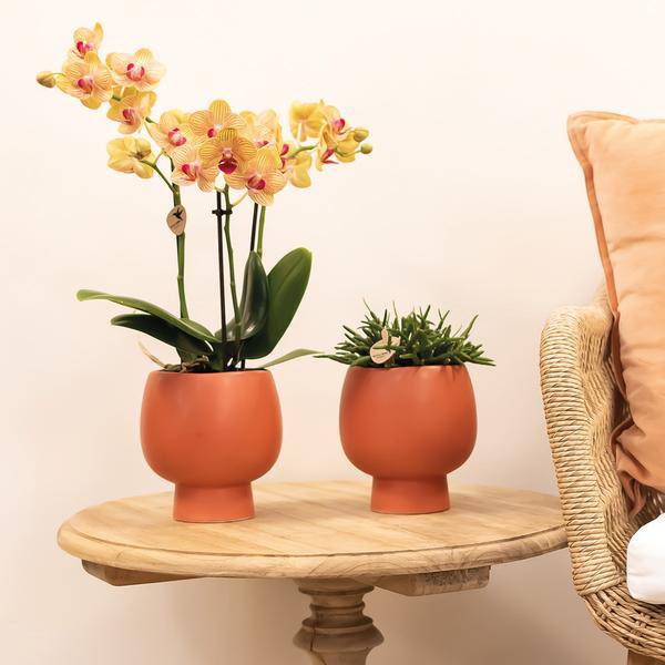 Phalaenopsis Orchid Orange Jamaica Zimmerpflanze Ø9cm – blühende Orchidee für Wohnzimmer, Büro & helle Standorte kaufen – Plant