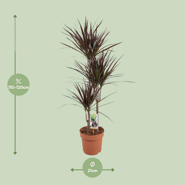 Drachenbaum Dracaena Magenta – Ø21cm – ca.120cm Zimmerpflanze – Elegante Grünpflanze mit aufrechtem Wuchs – Pflegeleicht für Wohnzimmer Büro & Empfangsbereiche – Plant