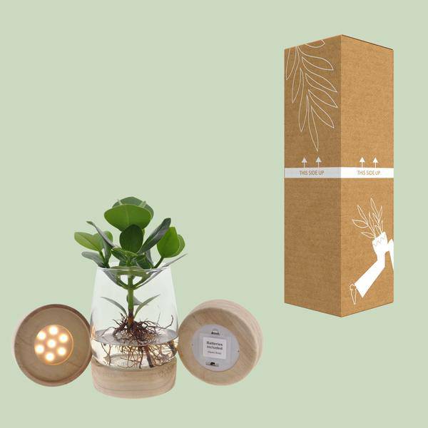 Clusia im Kingston Glas mit LED – Ø12cm – ↕30cm – Hydrokultur im dekorativen Glasgefäß – Plant