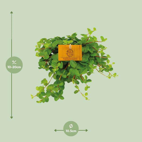 Zwergpfeffer Peperomia Rotundifolia – Zimmerpflanze – Ø11cm ↕15cm – Kompakte & pflegeleichte Grünpflanze – Blattschmuckpflanze für Zuhause & Büro – Plant