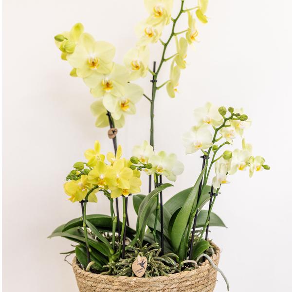 Einlage mit Wasserreservoir für Orchideenschale – Bewässerungssystem für Orchideen – Feldstrauß 1x12cm + 2x9cm + 3x WaterWicks – Ø25cm – Plant