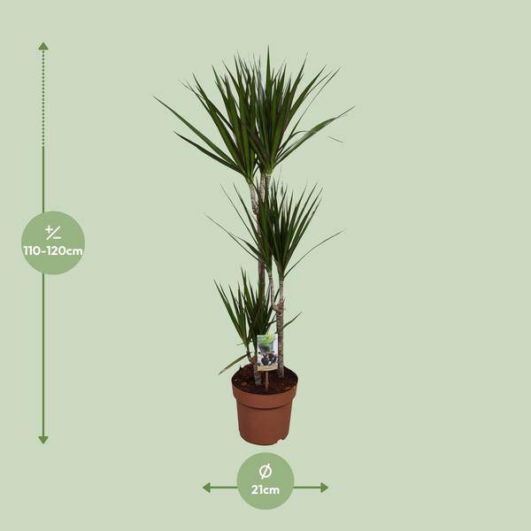 Drachenbaum – Dracaena marginata – Zimmerpflanze – Ø21cm – ↕120cm – pflegeleichte dekorative Grünpflanze für Innenräume – Plant
