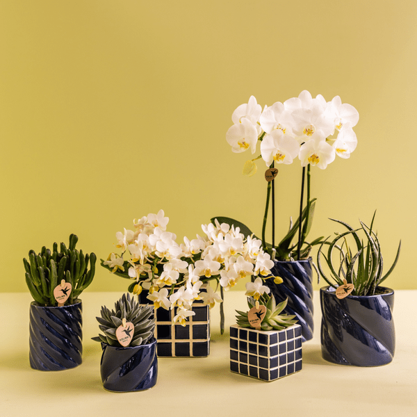Amabilis Orchidee Weiß & Sukkulente Haworthia – Zimmerpflanzen Set – Candy Dekotöpfe Blau Ø9cm & Ø6cm – Pflanzenset für Wohnzimmer & Geschenkidee – Plant