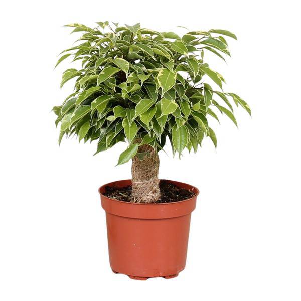 Birken – Feige – Ficus Benjamina Kinky – Zimmerpflanze Ø12cm ↕28cm – pflegeleichte luftreinigende Grünpflanze für Zuhause und Büro