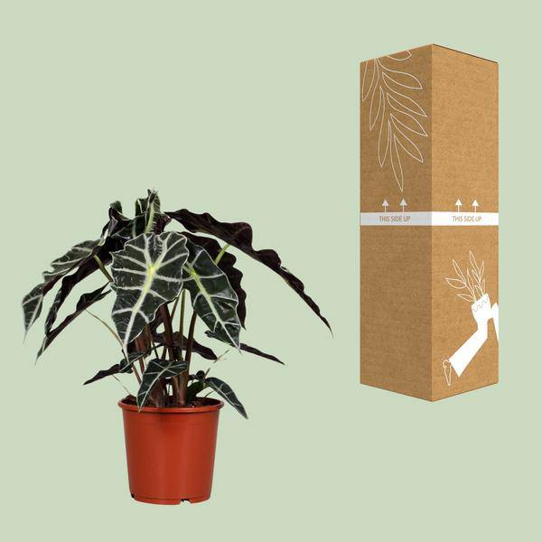 Pfeilblatt – Alocasia Polly – Zimmerpflanze – Ø17cm – ↕45cm – Tropenpflanze mit großen glänzenden Blättern – Plant