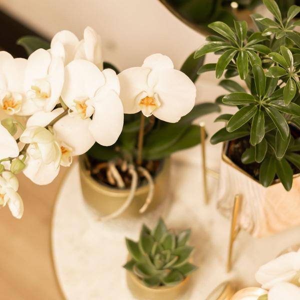 Goldener Metall – Pflanzenständer Ø12cm – Moderner Pflanzenhalter – Verstellbare Erhöhung 7,5cm/11cm – Edle Deko für Zimmerpflanzen – Plant