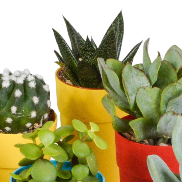 Sukkulenten & Kakteen Mix 15 Pflanzen Ø5,5cm – pflegeleichtes Pflanzen Set für Urban Jungle, Fensterbank, Wohnzimmer & Büro – Plant
