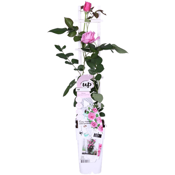 Rose Crazy in Love Pink – Rosa Kletterrose – Ø15cm – ↕65cm Höhe – Duftende Gartenrose mit langer Blütezeit – Für Terrasse, Balkon & Garten – Plant