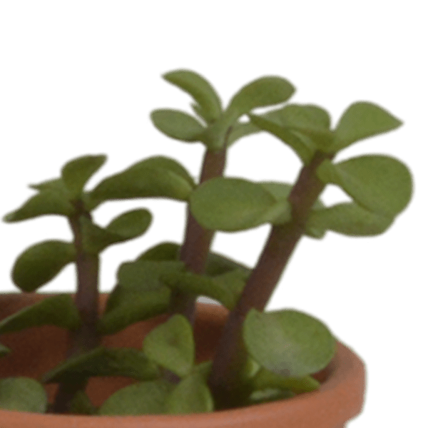 Sukkulenten Mix 5 Pflanzen Ø5,5cm – pflegeleichtes Pflanzen Set für Urban Jungle, Fensterbank, Wohnzimmer & Büro – Plant