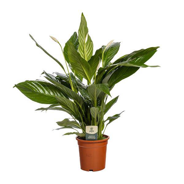 Einblatt Spathiphyllum Bingo Cupido Zimmerpflanze Ø19cm ↕80cm – pflegeleichte Grünpflanze für Wohnzimmer, Büro & helle Standorte kaufen – Plant