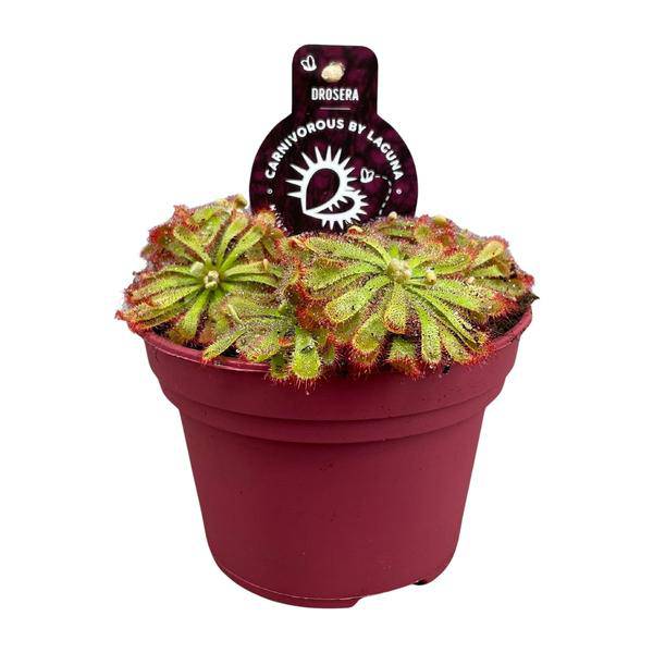 Drosera Aliciae – Sonnentau – Ø12cm – Fleischfressende Pflanze – Zimmerpflanze für Insektenabwehr & Dekoration – Pflegeleicht & faszinierend – Plant
