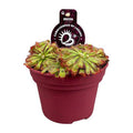 Drosera Aliciae – Sonnentau – Ø12cm – Fleischfressende Pflanze – Zimmerpflanze für Insektenabwehr & Dekoration – Pflegeleicht & faszinierend – Plant