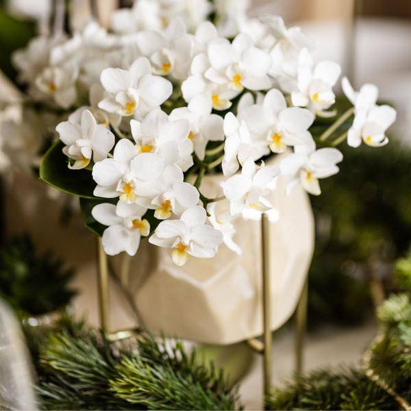 Weiße Orchidee 'Nazaré' Zimmerpflanze Ø9cm – blühende Orchidee für Wohnzimmer, Büro & helle Standorte kaufen – Plant