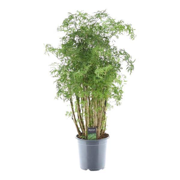 Polyscias Hawaiiana Ming – Fiederaralie – Immergrüne Zimmerpflanze – Elegante Grünpflanze für Wohnzimmer & Büro – ↕90cm – Ø24cm – Plant